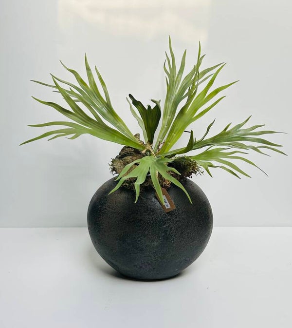 Zijde hertshoorn in pot