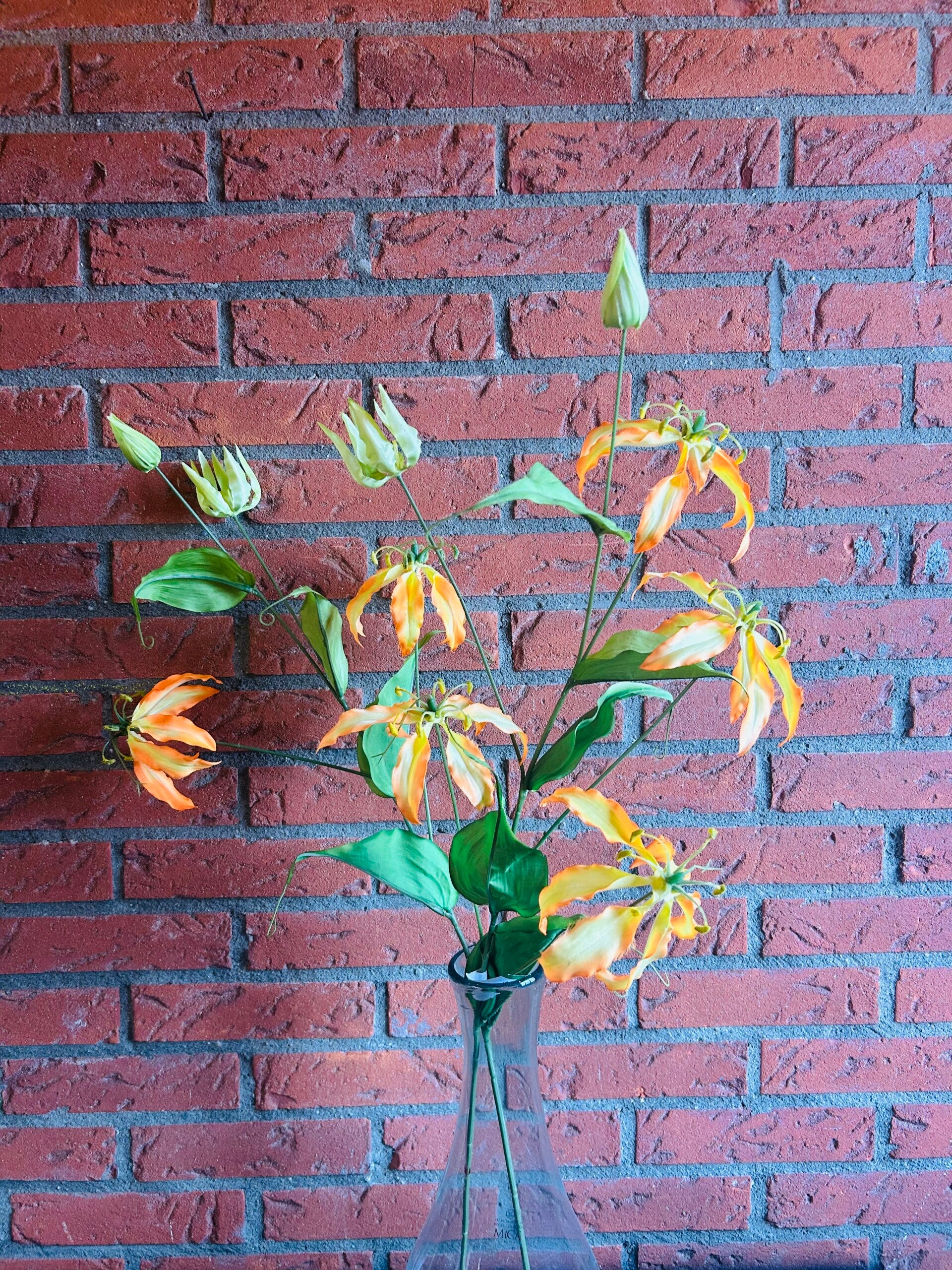 Gloriosa