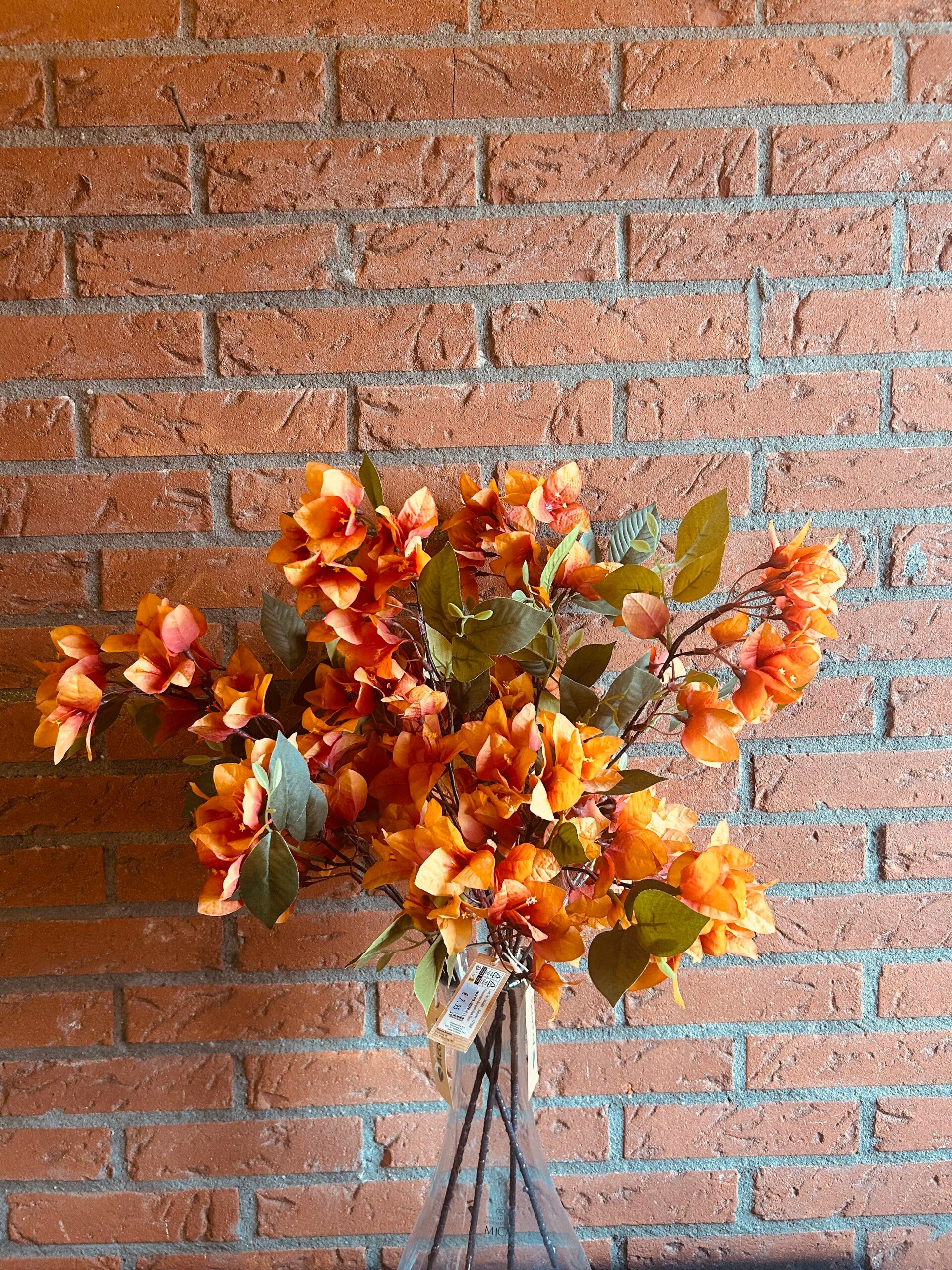 Bougainvillea Oranje