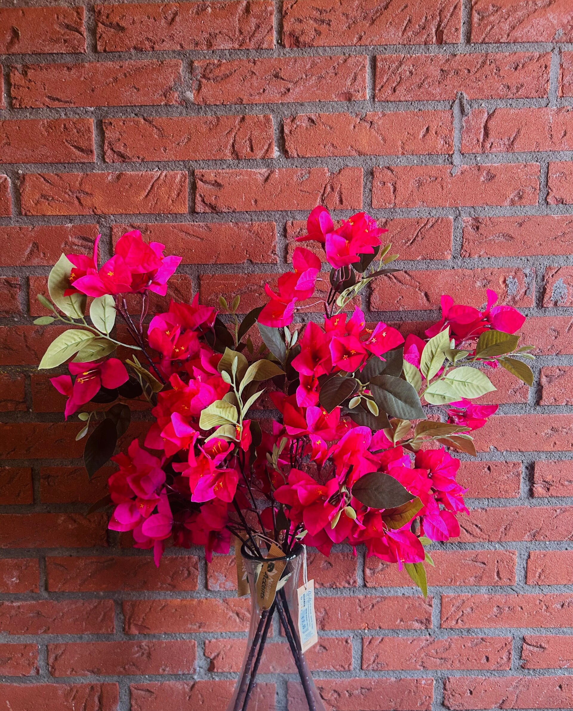 Bougainvillea Roze