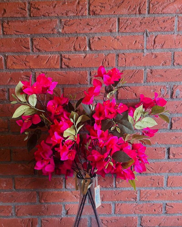 Bougainvillea Roze