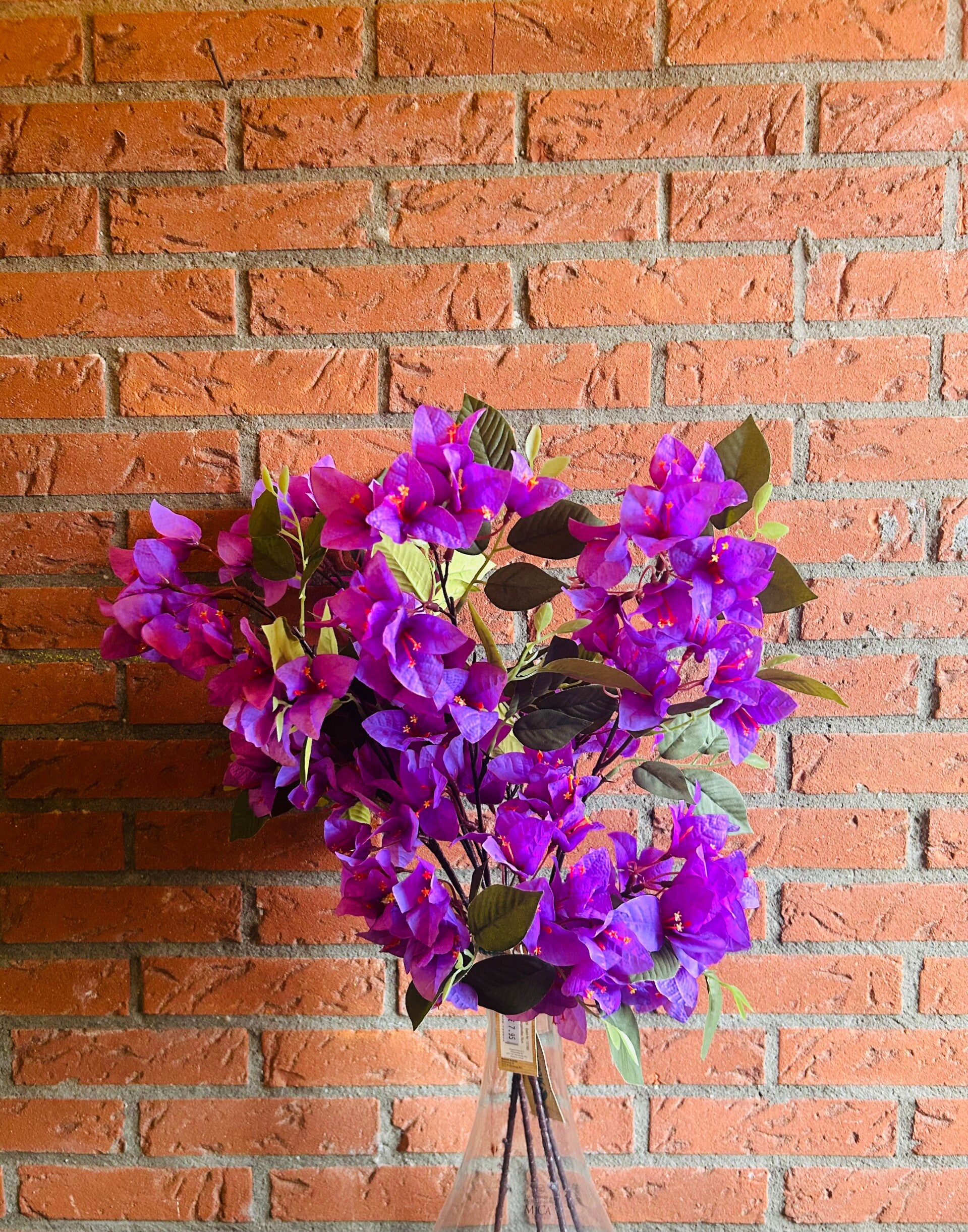 Bougainvillea Paars