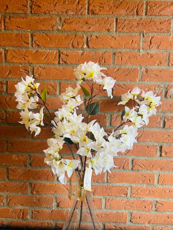Bougainvillea