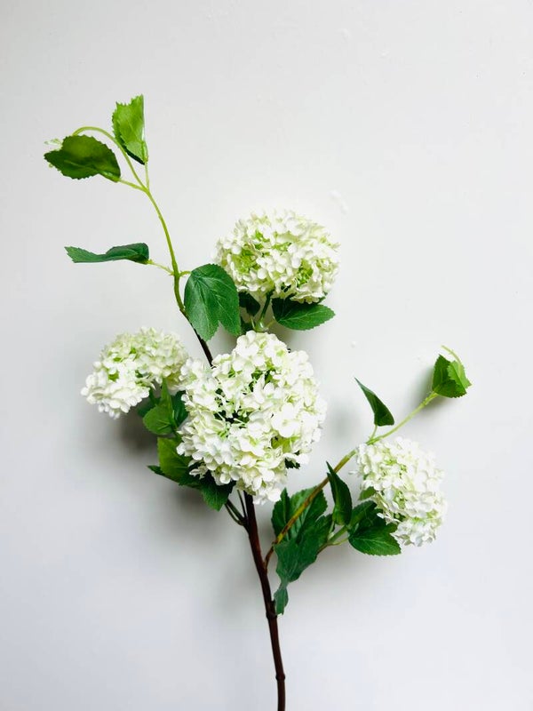 Hortensia Sneeuwbal