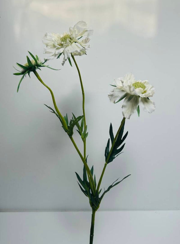 Scabiosa wit