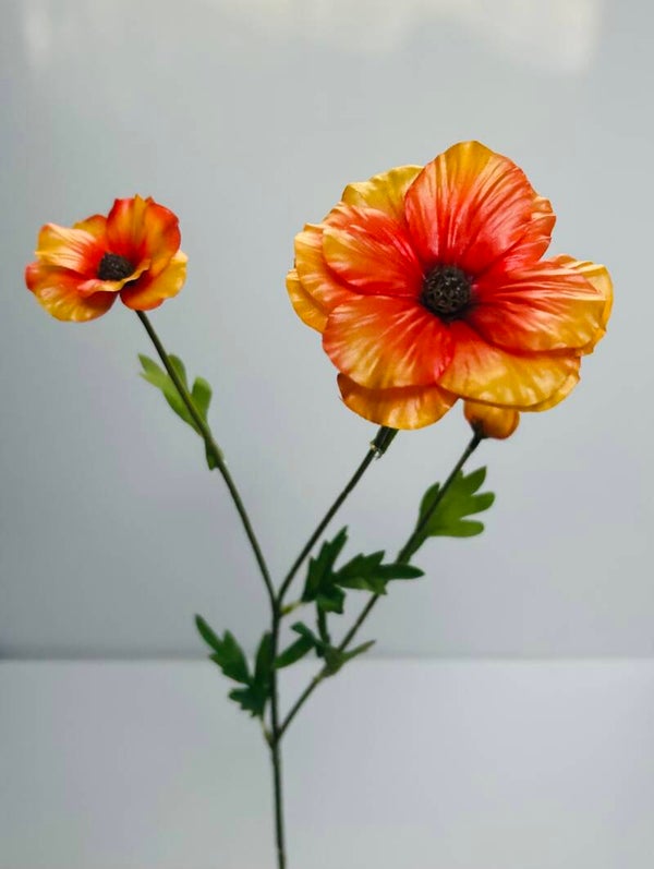 Ranunculus Butterfly