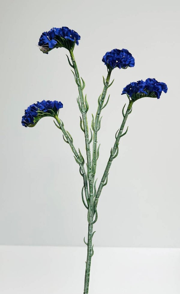 Limonium