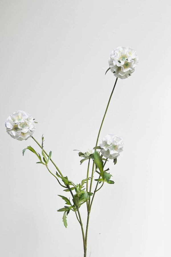 Scabiosa bol