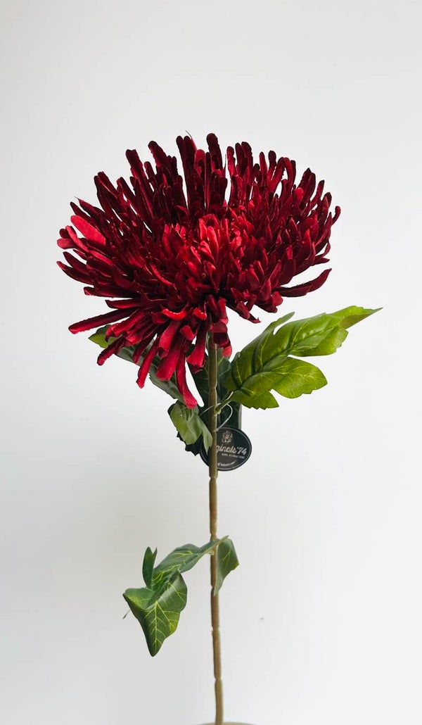 Chrysant rood