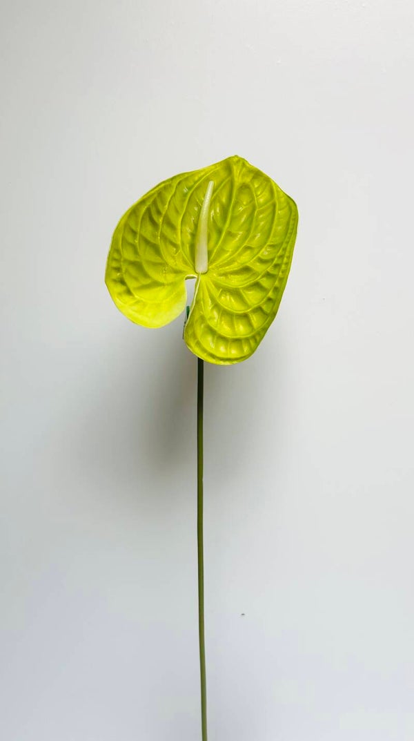 Anthurium groen