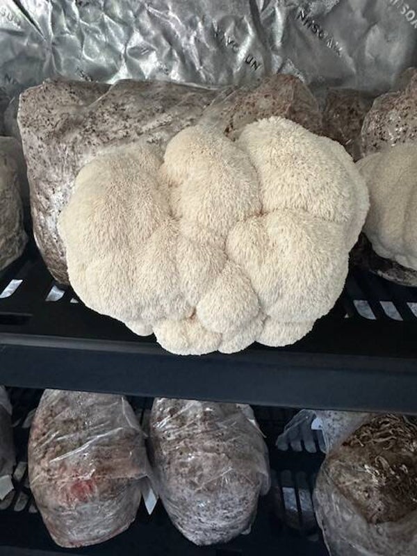 Lions Mane Mushrooms