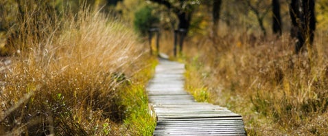A narrow wooden path meanders through dry, golden grass and sparse trees, with sunlight filtering through the foliage.