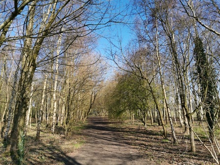 A peaceful woodland path surrounded by tall, leafless trees with patches of greenery, bathed in bright Spring sunlight under a clear blue sky..