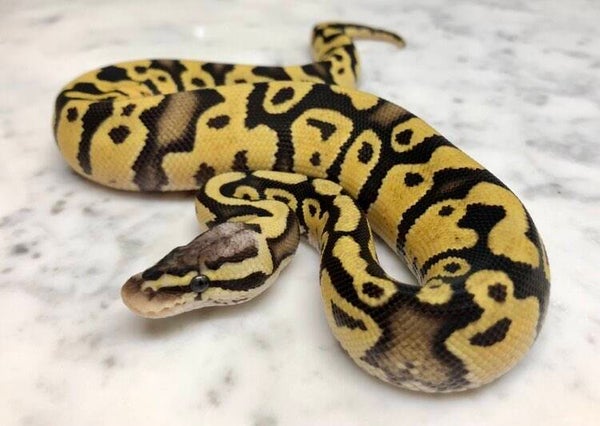 ball python