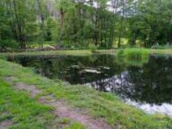 Angelkarte für das 24 Stunden Angel am Teich 2 (04.07.26 8:00 Uhr bis 8:00 Uhr 05.07.26)