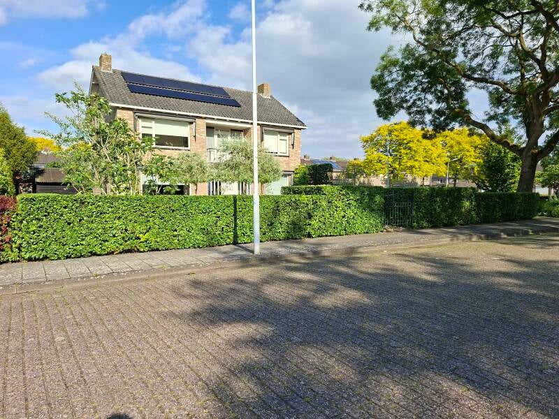 Carpinus haag