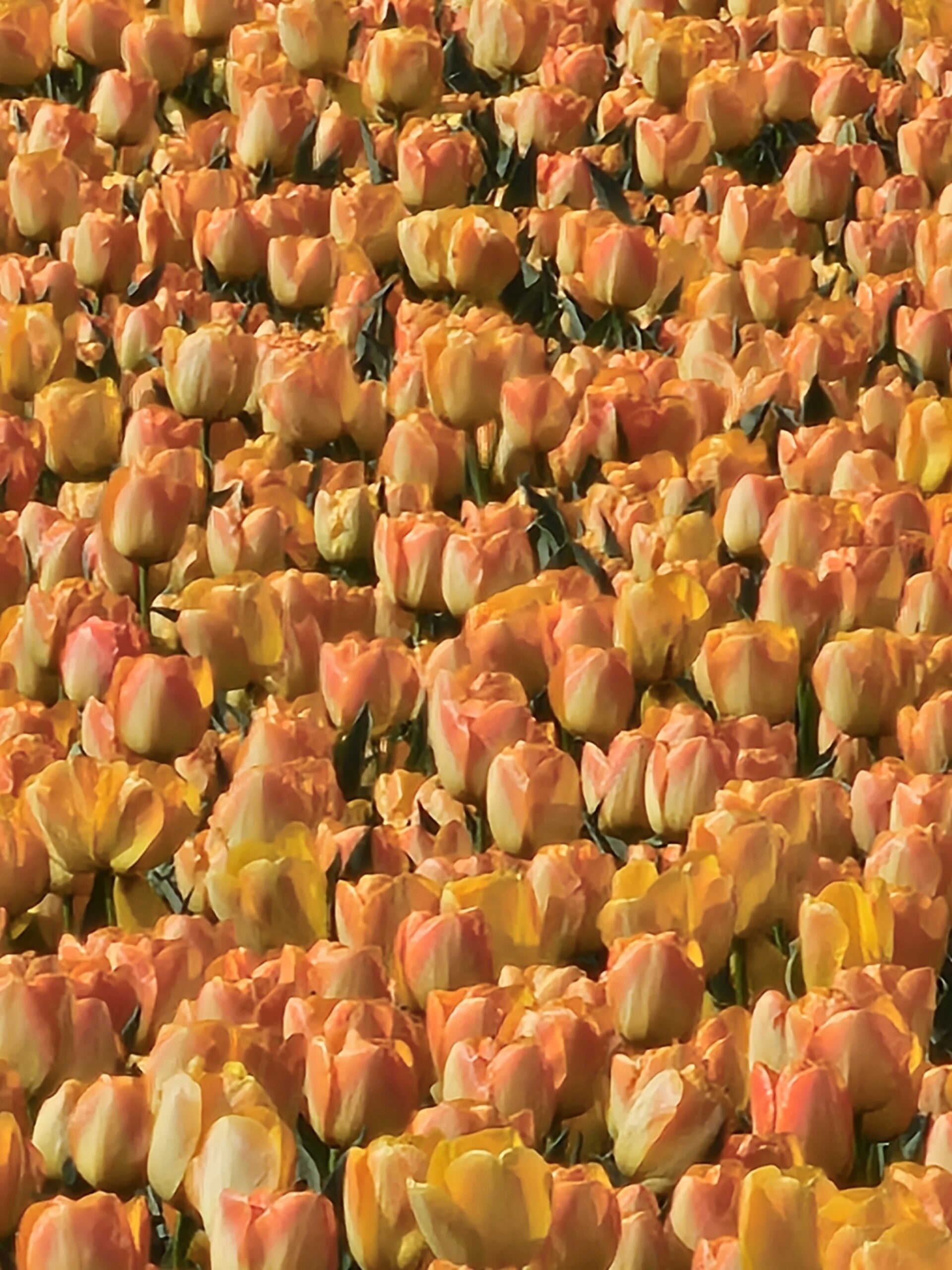 20260412_162311-orange-tulips-standard.jpg