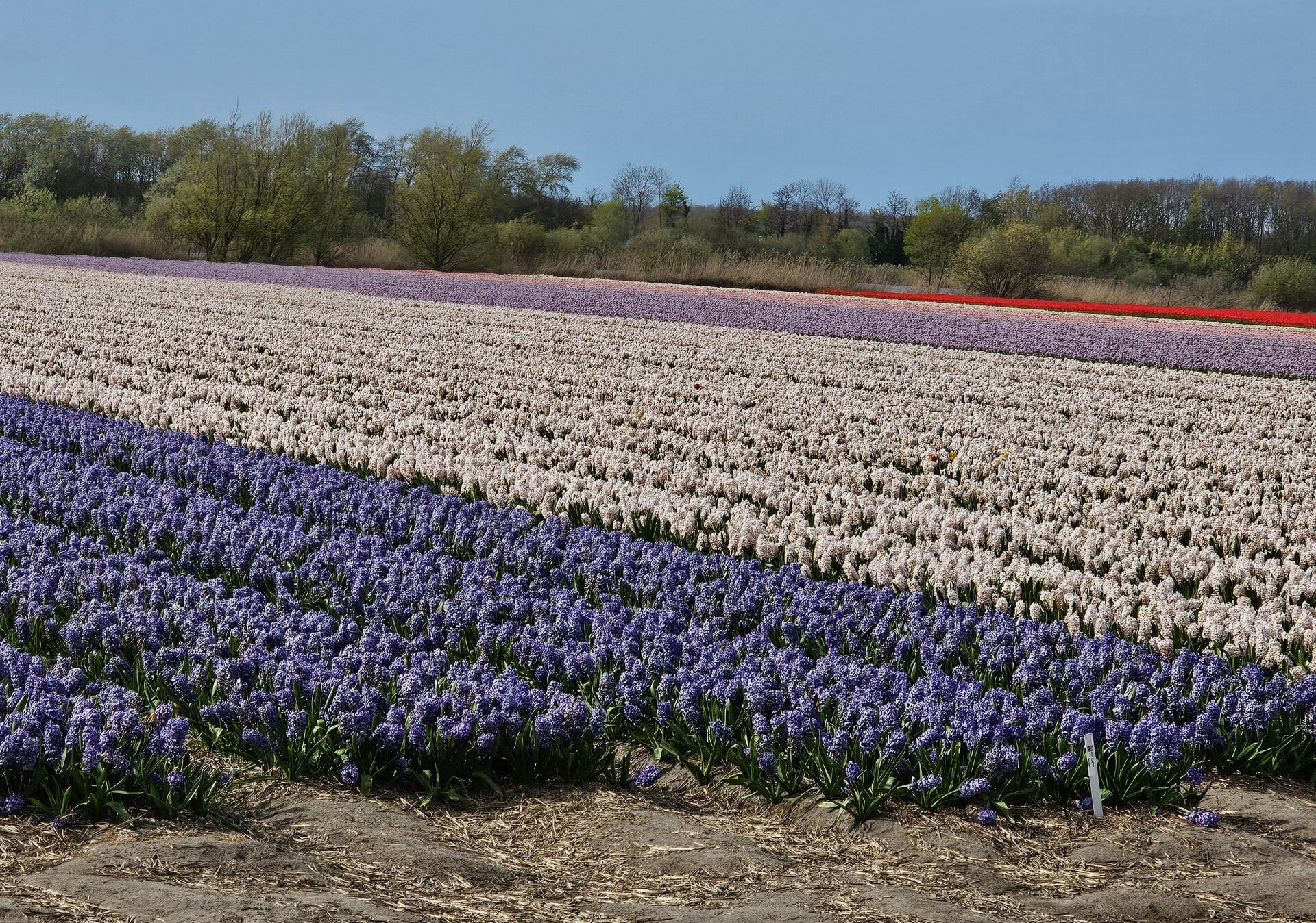 20260412_163324-all-hyacints-in-the-fields-standard.jpg