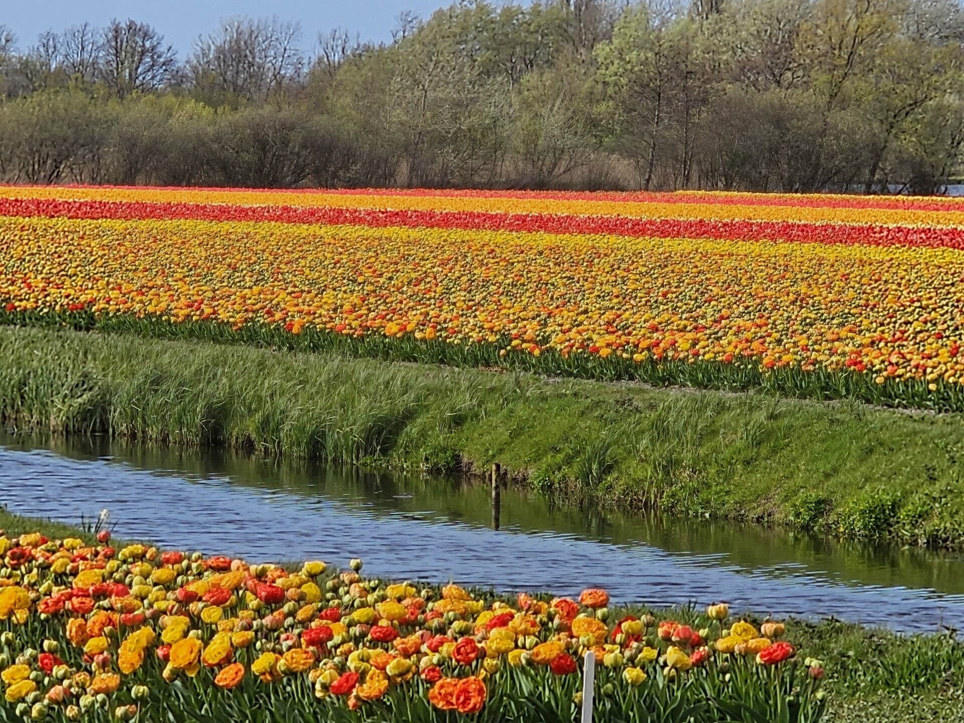 20260412_163914-orange-tulipfields-standard.jpg