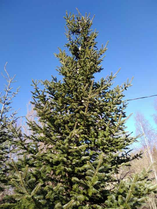 Abies balsamea, palsamipihta
