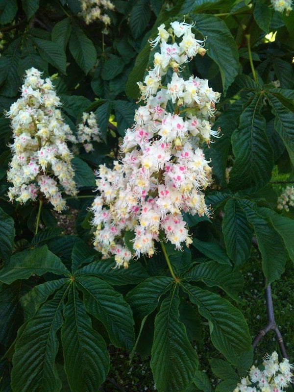 Aesculus hippocastanum, balkaninhevoskastanja