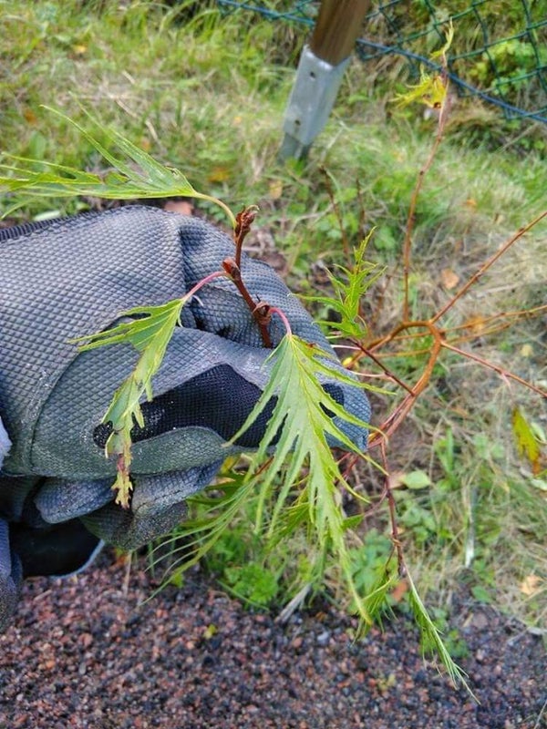 Alnus incana f. angustissima, hapsuharmaaleppä