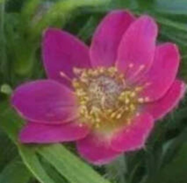 Anemone multifida 'Rubra', amerikanvuokko