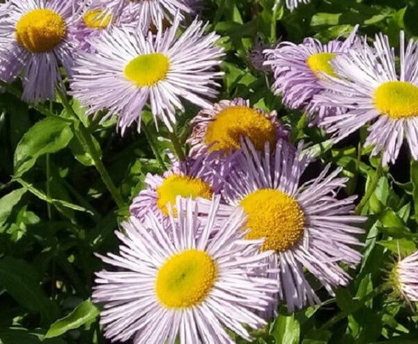 Aster amellus, elokuunasteri