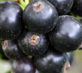 Ribes nigrum 'Ben Nevis', mustaherukka