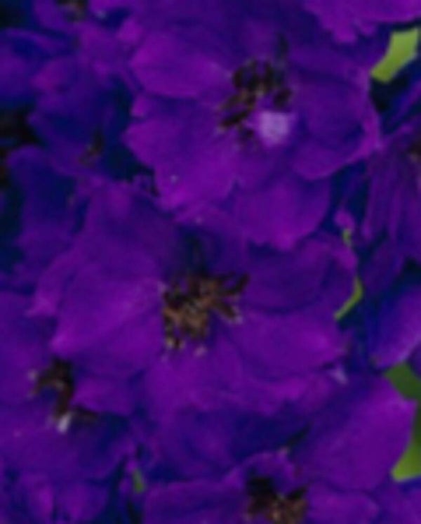 Delphinium elatum 'Black Knight', jaloritarinkannus