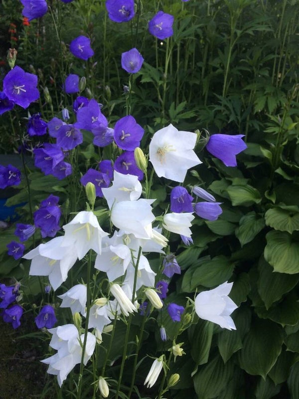 Campanula persicifolia, kurjenkello