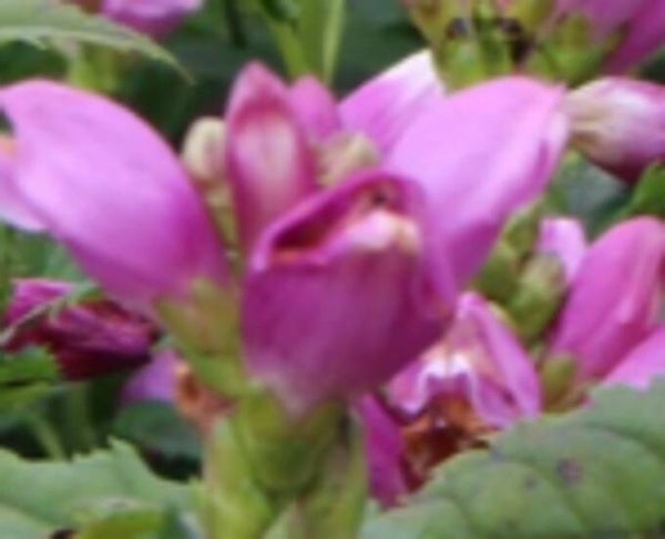 Chelone obligua, liilakonnanyrtti