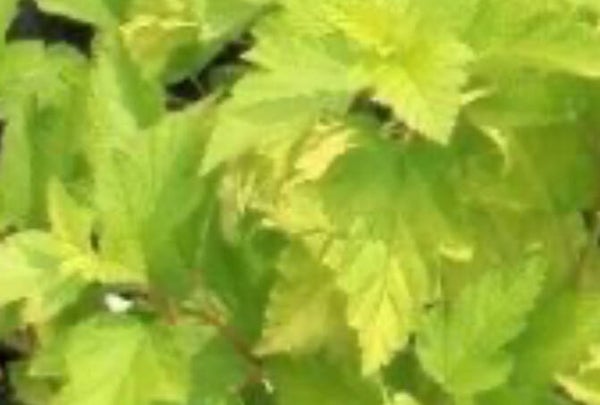 Physocarpus opulifolius 'Dart's Gold', keltaheisiangervo