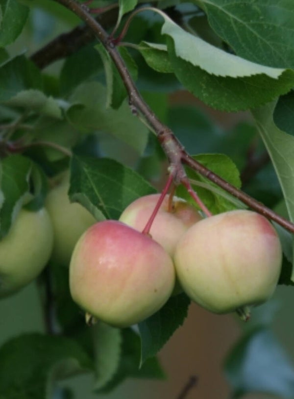 Malus 'Erstaa', paratiisiomenapuu