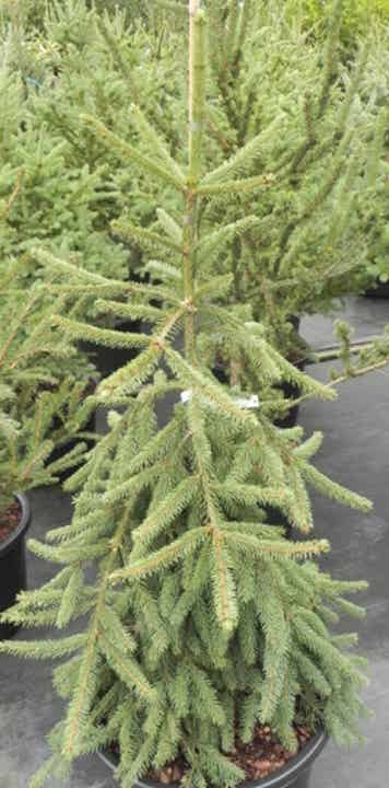 Picea abies 'Farnsburg', riippakuusi