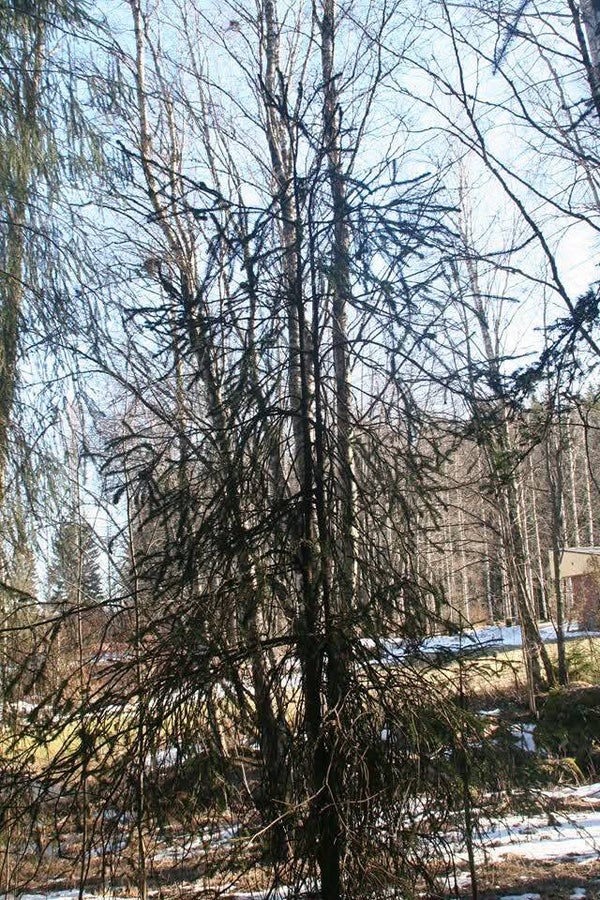 Picea abies f. virgata, Muurame, E2531, käärmekuusi
