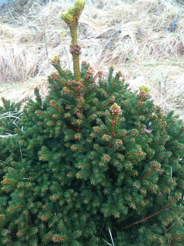 Picea abies 'Ohlendorffii', pallokuusi