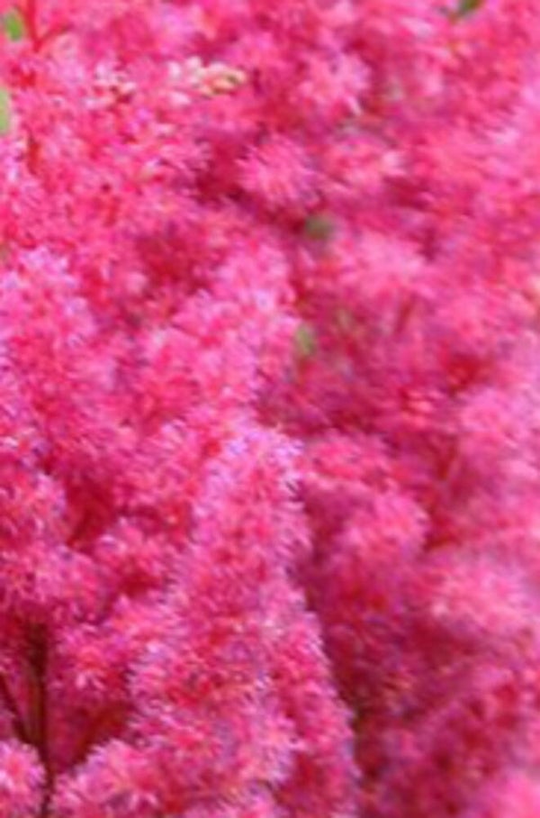 Astilbe arendsii 'Gloria', jaloangervo