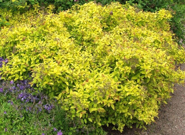 Spiraea japonica 'Golden Princess', keltajapaninangervo