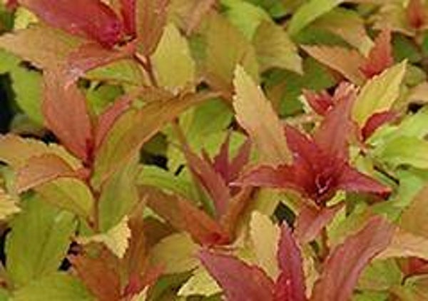 Spiraea japonica 'Goldflame', keltajapaninangervo
