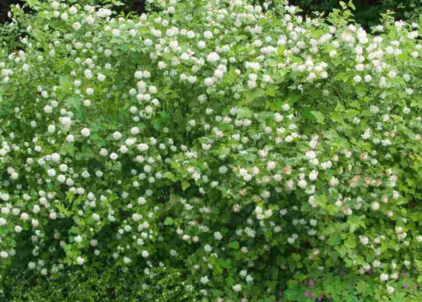 Physocarpus opulifolius, lännenheisiangervo