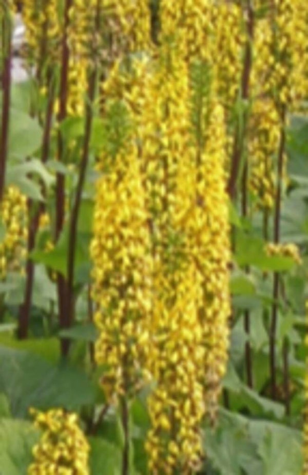 Ligularia 'Hietala', lapinnauhus