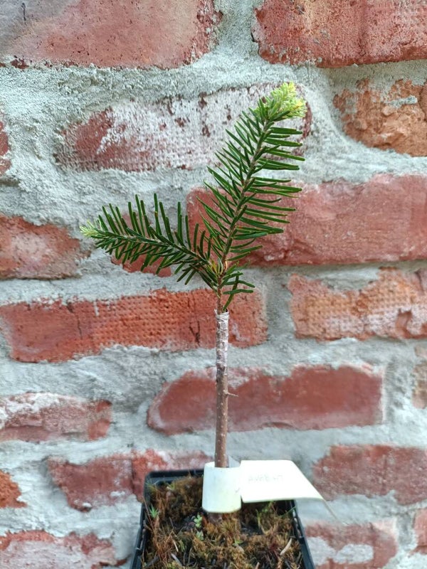 Abies amabilis, purppurapihta