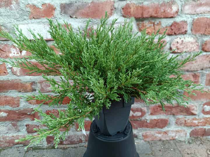 Juniperus horizontalis 'Andorra Compact', maljakataja