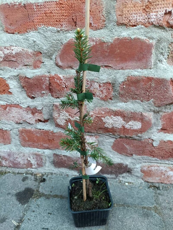 Picea abies f. aurea, kultakuusi, K219 Viitasaari