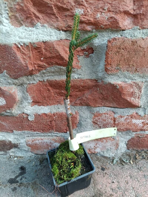 Picea orientalis 'Nutans', nuokkuoksainen idänkuusi