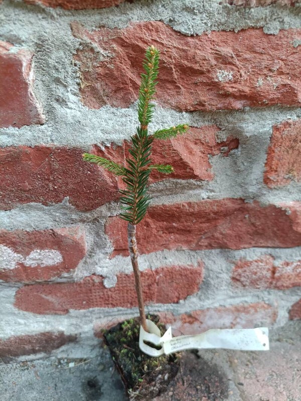 Picea abies 'Acrocona KBN Yellow', kultakäpykuusi