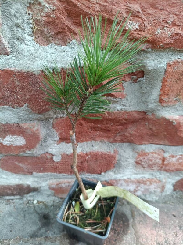 Pinus sylvestris f. globosa, Kuorevesi, tupsumänty