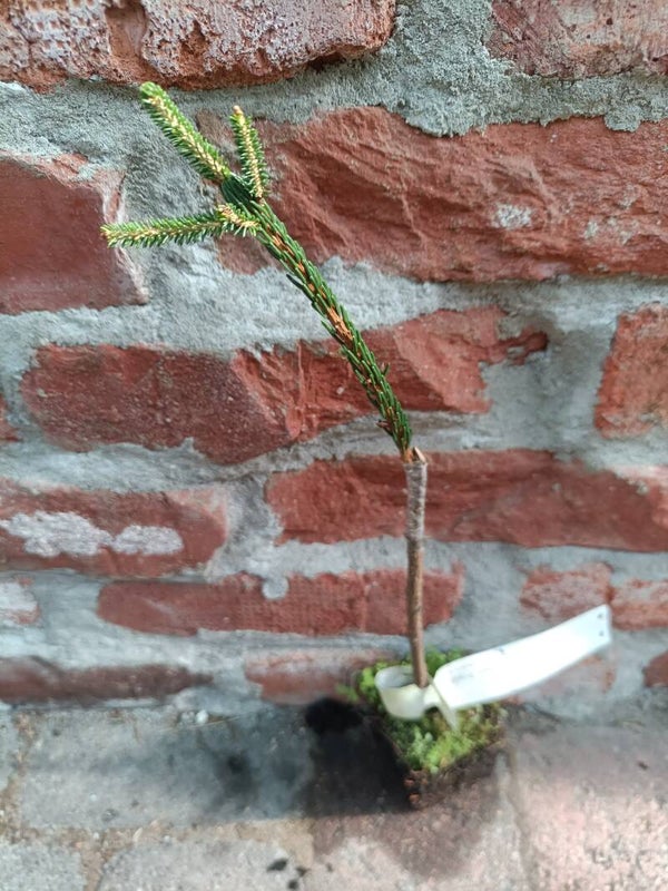 Picea orientalis 'Early Gold', kultaidänkuusi