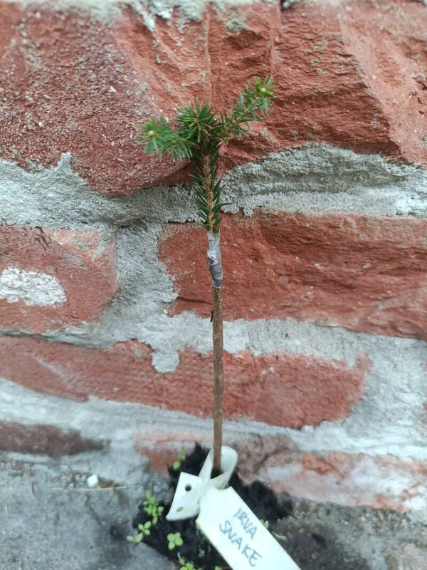 Picea abies 'Irva Snake', käärmekuusi